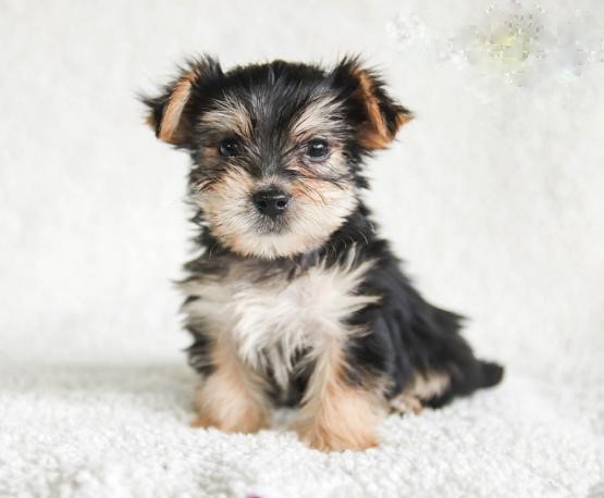 Morkie Puppies Image eClassifieds4u