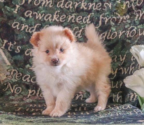 Pomeranian Puppies Image eClassifieds4u