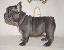 100% Pure Blue French Bulldog Puppies