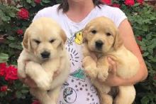 Awesome Golden Retriever Puppies Available