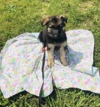 Kc German Shepherd Puppies