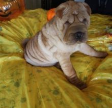 Shar Pei puppies