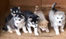 Sweet Alaskan Malamute puppies available