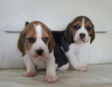 Tri Coloured Beagle Puppies Available