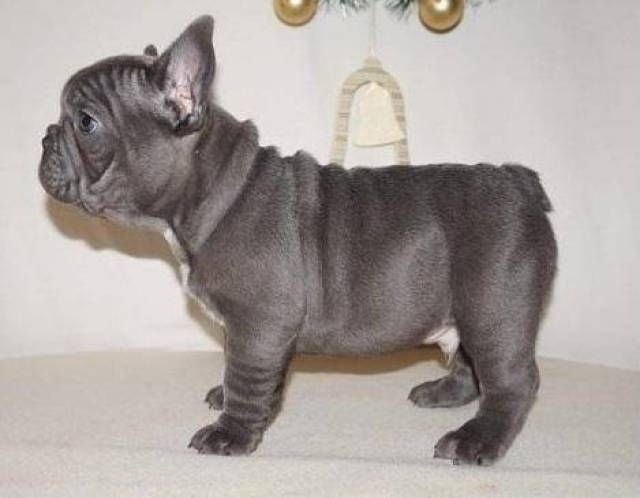 100% Pure Blue French Bulldog Puppies Image eClassifieds4u