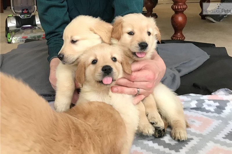 Awesome Golden Retriever Puppies Available Image eClassifieds4u