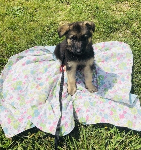 Kc German Shepherd Puppies Image eClassifieds4u
