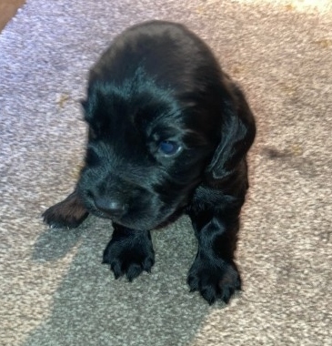 Labrador Retriever Image eClassifieds4u