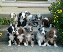 Australian Shepherd Puppies for Rehoming Image eClassifieds4u 1