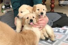 Awesome Golden Retriever Puppies Available Image eClassifieds4u 2