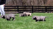 Blue Neapolitan Mastiff puppies Available Image eClassifieds4u 2