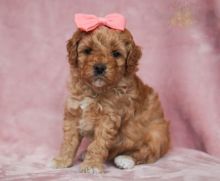 Toy Poodle Puppies Image eClassifieds4U