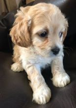 xsdgh Cavapoo pups Image eClassifieds4U