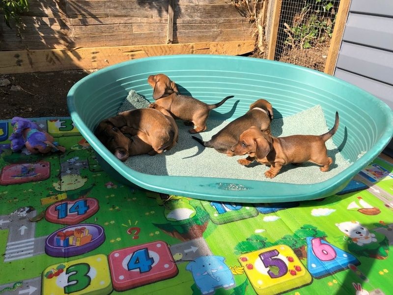 Miniature Dachshund Puppies Image eClassifieds4u