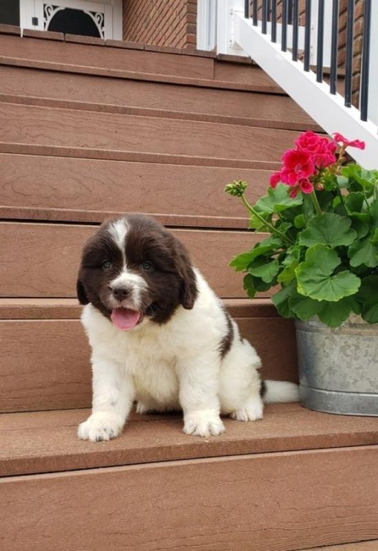 Newfoundland Puppies for good home. Image eClassifieds4u