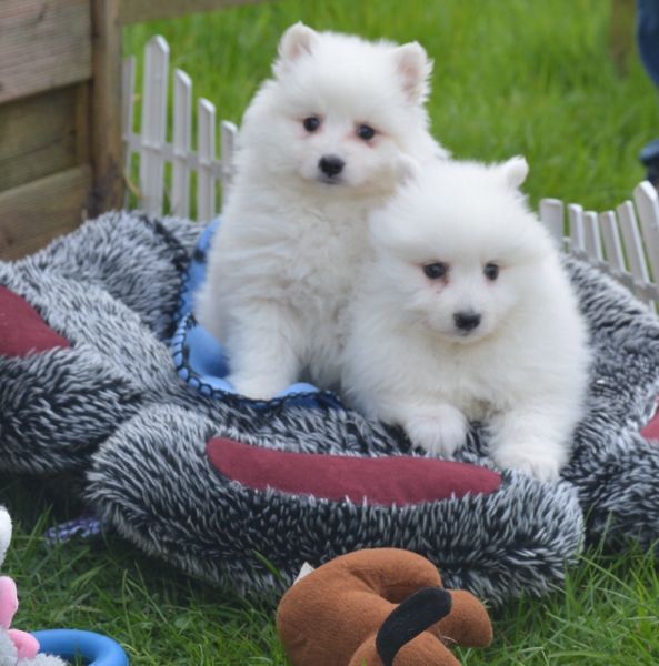 Purebred Japanese Spitz Puppies Available Image eClassifieds4u