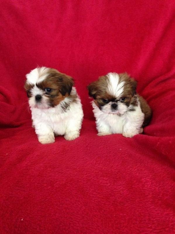 vgtuy fdgff Shih Tzu Puppies Image eClassifieds4u