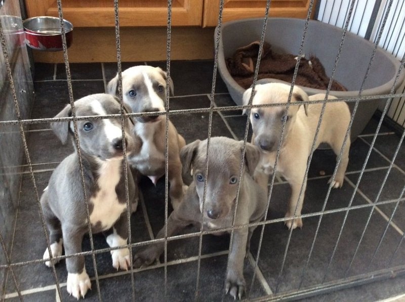 Whippet Puppies Image eClassifieds4u