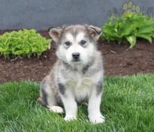 Alaskan Malamute Puppies