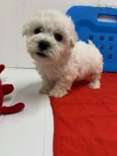 Bichon Frise Puppies