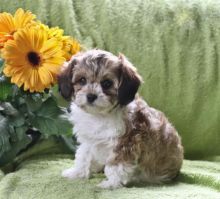 Cavachon Puppies