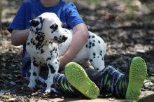 Dalmatian Puppies