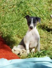 Italian Greyhound Puppies