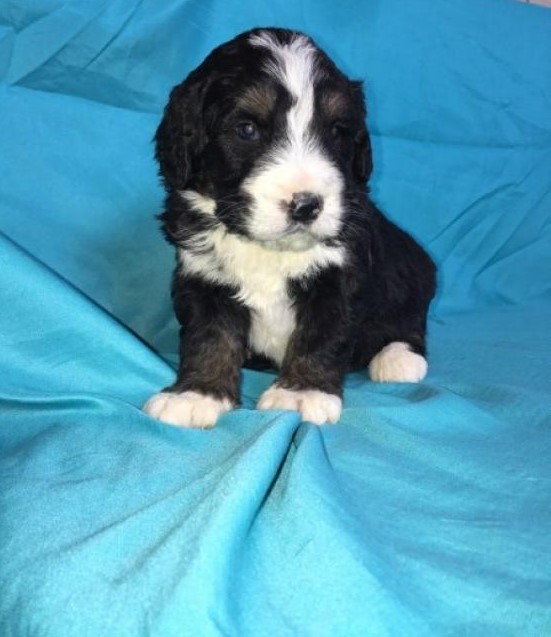 Bernedoodle Puppies Image eClassifieds4u