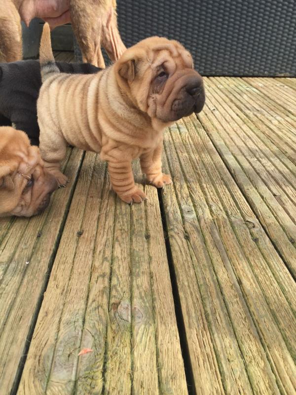 Chinese Shar-Pei Puppies Image eClassifieds4u