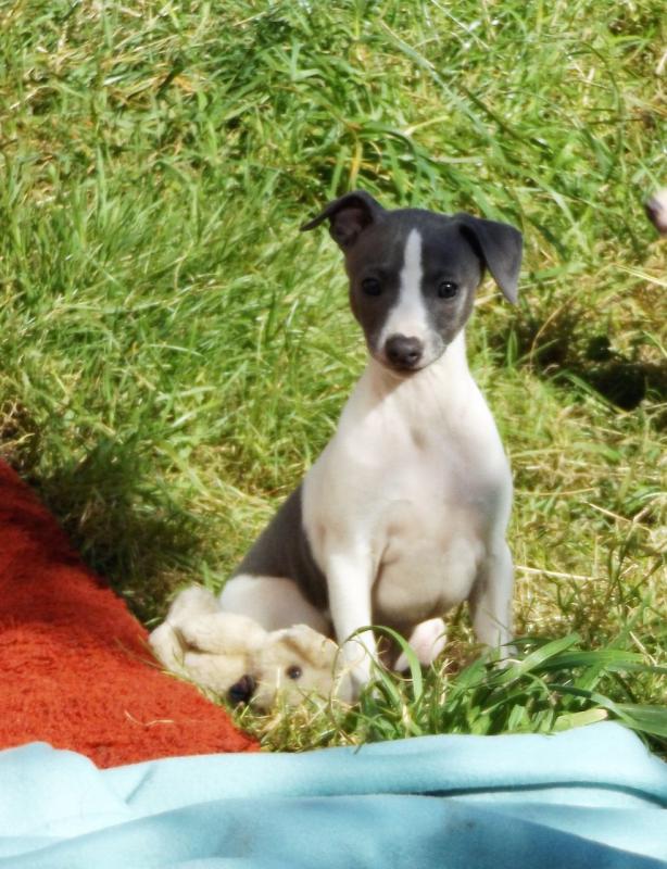Italian Greyhound Puppies Image eClassifieds4u