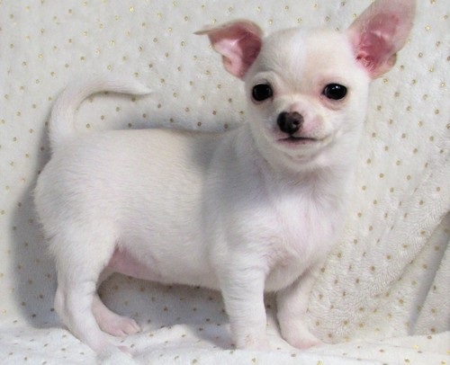 lovely Chihuahua puppies Image eClassifieds4u