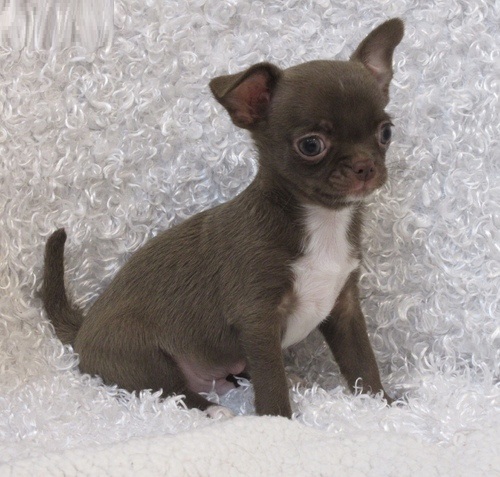 lovely Chihuahua puppies Image eClassifieds4u