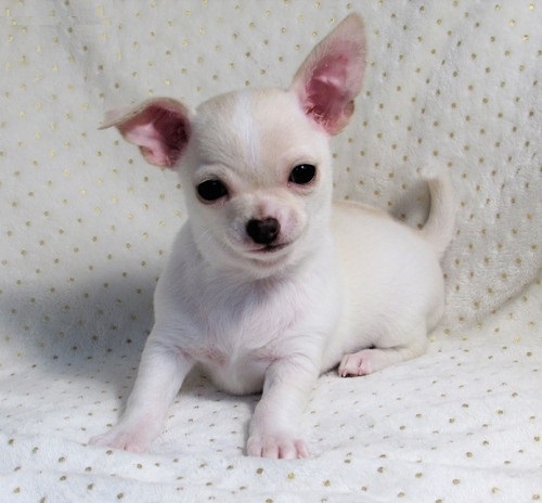 lovely Chihuahua puppies Image eClassifieds4u