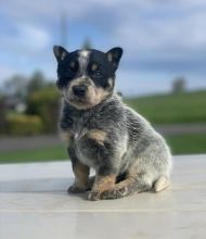 Blue Heeler Puppies Image eClassifieds4U