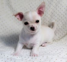 lovely Chihuahua puppies Image eClassifieds4u 1