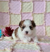 Malshi Puppies Image eClassifieds4U