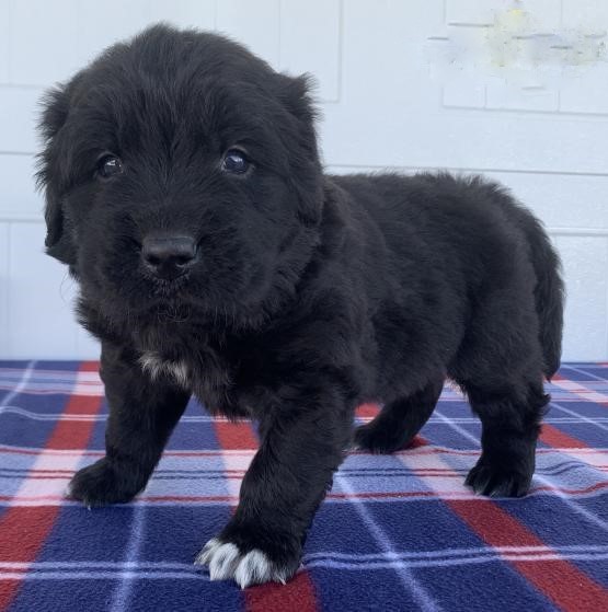 Newfoundland Puppies Image eClassifieds4u