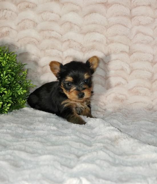 Yorkie Puppies Image eClassifieds4u