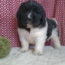 Adorable little Newfoundland puppies