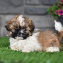 Adorable Male And Female Shih Tzu Puppies