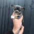 Adorable Teacup Chihuahua Puppies
