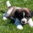 Akc male and Female Saint Bernard Puppies