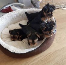 AKC Registered Yorkie Puppies Available