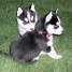 Alaskan Malamute Puppies