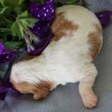 Cavalier King Charles Spaniel Puppies