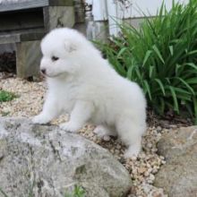 Charming male and female Samoyed pups