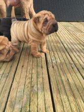 Chinese Shar-Pei Puppies