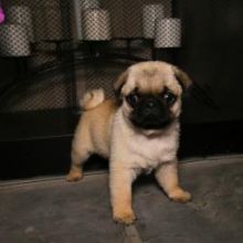 Cute and Adorable Pug Puppies