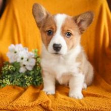 cute Welsh Corgi puppies