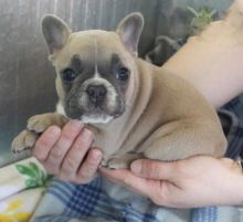 French Bulldog Puppies